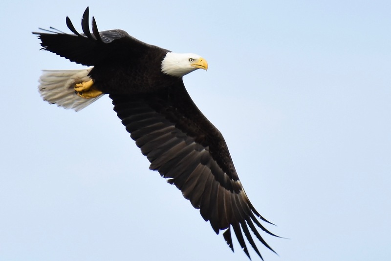 Bald eagle soaring over Deerwood