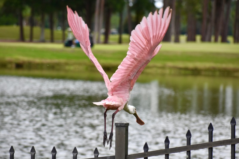 Roseate spoonbill taking flight near a Deerwood pond