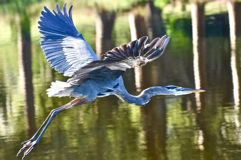 Great blue heron in flight over a Deerwood lake